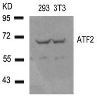 anti-Activating Transcription Factor 2 (ATF2) (Ser62), (Ser44) antibody avatar