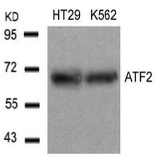 anti-Activating Transcription Factor 2 (ATF2) (Thr71), (Thr53) antibody avatar