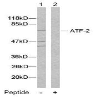 anti-Activating Transcription Factor 2 (ATF2) (Ser112), (Ser94) antibody avatar