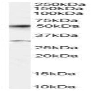 anti-Activating Transcription Factor 2 (ATF2) (C-Term) antibody avatar