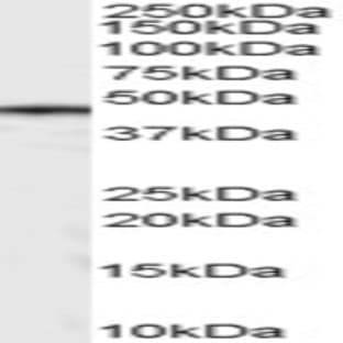 anti-Casein Kinase 1, delta (CSNK1D) (Internal Region) antibody avatar