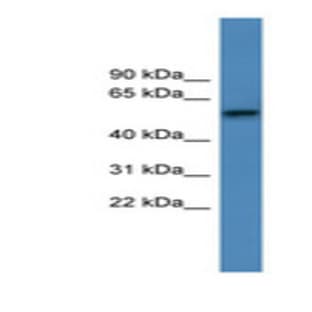 anti-Adrenergic Receptor, alpha 1d (ADRA1D) (C-Term) antibody avatar