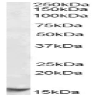 anti-Cystatin C (CST3) (Internal Region) antibody avatar