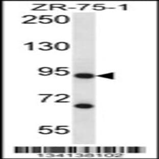 anti-Cleavage Stimulation Factor, 3' Pre-RNA, Subunit 3, 77kDa (CSTF3) (C-Term), (AA 556-585) antibody avatar