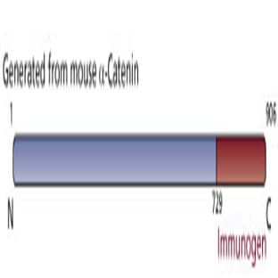 anti-Catenin (Cadherin-Associated Protein), alpha 1, 102kDa (CTNNA1) (AA 729-906) antibody avatar