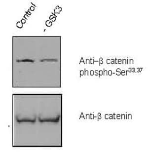 anti-Catenin (Cadherin-Associated Protein), beta 1, 88kDa (CTNNB1) (Ser33), (Ser37) antibody avatar