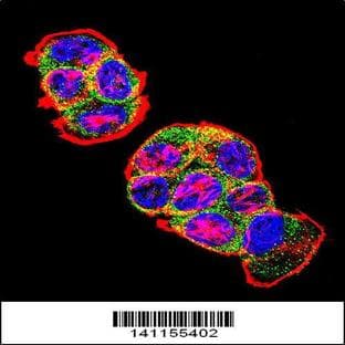 anti-Catenin (Cadherin-Associated Protein), beta 1, 88kDa (CTNNB1) (N-Term), (AA 78-106) antibody avatar