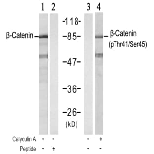 anti-Catenin (Cadherin-Associated Protein), beta 1, 88kDa (CTNNB1) (pThr41), (pSer45) antibody avatar