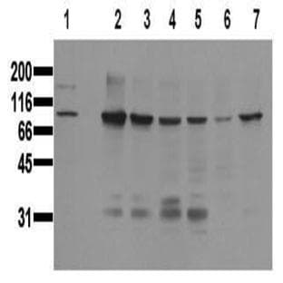 anti-Catenin (Cadherin-Associated Protein), beta 1, 88kDa (CTNNB1) (Core) antibody avatar