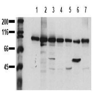 anti-Catenin (Cadherin-Associated Protein), beta 1, 88kDa (CTNNB1) (C-Term) antibody avatar