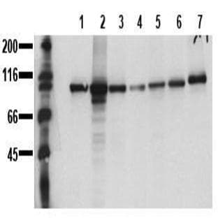 anti-Catenin (Cadherin-Associated Protein), beta 1, 88kDa (CTNNB1) (C-Term) antibody avatar