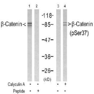 anti-Catenin (Cadherin-Associated Protein), beta 1, 88kDa (CTNNB1) (pSer37) antibody avatar