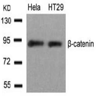 anti-Catenin (Cadherin-Associated Protein), beta 1, 88kDa (CTNNB1) (Ser33) antibody avatar