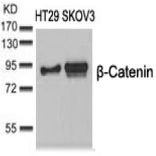 anti-Catenin (Cadherin-Associated Protein), beta 1, 88kDa (CTNNB1) (Ser37) antibody avatar