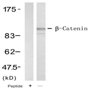 anti-Catenin (Cadherin-Associated Protein), beta 1, 88kDa (CTNNB1) (Tyr654) antibody avatar