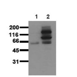 anti-Catenin (Cadherin-Associated Protein), beta 1, 88kDa (CTNNB1) (pTyr654) antibody avatar