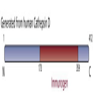 anti-Cathepsin D (CTSD) antibody avatar