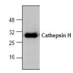 anti-Cathepsin H (CTSH) (N-Term) antibody avatar