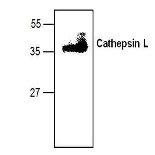 anti-Cathepsin L1 (CTSL1) antibody avatar