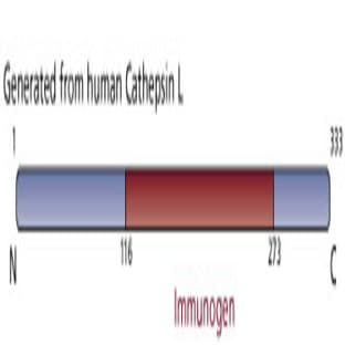 anti-Cathepsin L1 (CTSL1) (AA 116-273) antibody avatar