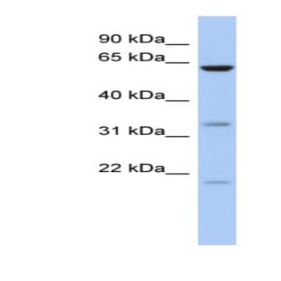 anti-Copine IX (CPNE9) (Middle Region) antibody avatar