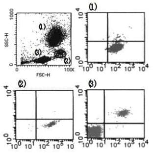 anti-Cytochrome B-245, alpha Polypeptide (CYBA) antibody avatar
