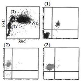 anti-Cytochrome B-245, alpha Polypeptide (CYBA) antibody (PE) avatar