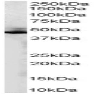 anti-Adrenergic, beta-2-, Receptor, Surface (ADRB2) (C-Term) antibody avatar