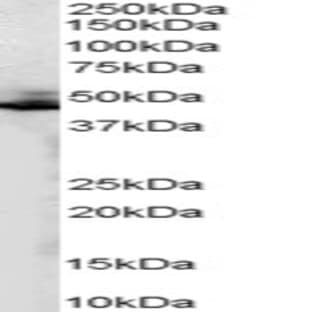 anti-Adrenergic, beta-2-, Receptor, Surface (ADRB2) (C-Term) antibody avatar