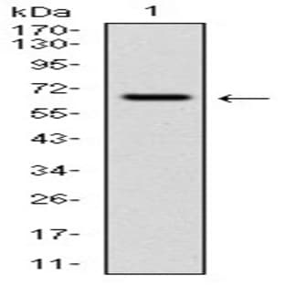 anti-Cytochrome P450, Family 1, Subfamily A, Polypeptide 1 (CYP1A1) antibody avatar
