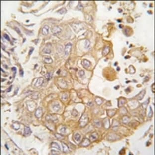 anti-Cytochrome P450, Family 1, Subfamily A, Polypeptide 1 (CYP1A1) (C-Term), (AA 384-414) antibody avatar