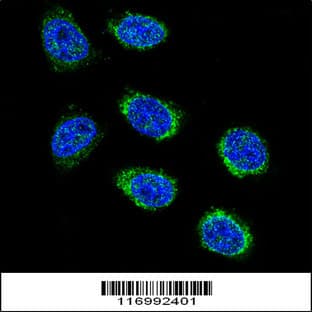 anti-Cytochrome P450, Family 2, Subfamily B, Polypeptide 6 (CYP2B6) (AA 235-263), (Center) antibody avatar