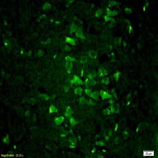 anti-Cytochrome P450, Family 3, Subfamily A, Polypeptide 4 (CYP3A4) antibody avatar