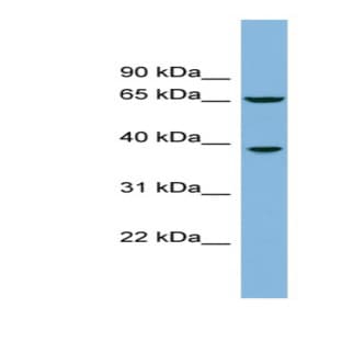 anti-Clavesin 1 (CLVS1) (Middle Region) antibody avatar