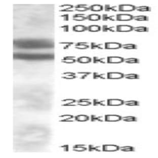 anti-Dachshund Homolog 1 (Drosophila) (DACH1) (Internal Region) antibody avatar