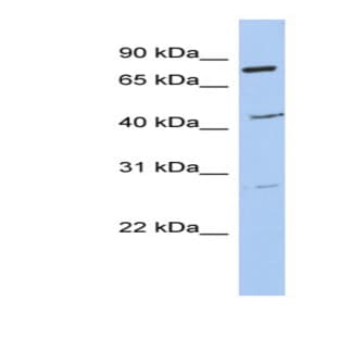 anti-Coiled-Coil Domain Containing 63 (CCDC63) (Middle Region) antibody avatar