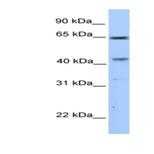 anti-Coiled-Coil Domain Containing 60 (CCDC60) (C-Term) antibody avatar