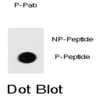 anti-Death-Domain Associated Protein (DAXX) (pSer671) antibody avatar