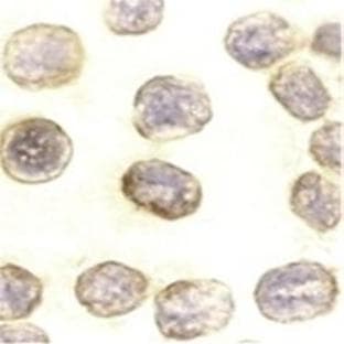 anti-Death-Domain Associated Protein (DAXX) (C-Term), (AA 722-740) antibody avatar