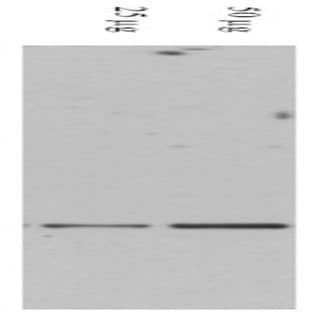 anti-Death-Domain Associated Protein (DAXX) (AA 261-274) antibody avatar