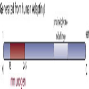 anti-Adaptor-Related Protein Complex 2, beta 1 Subunit (AP2B1) (AA 75-245) antibody avatar