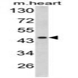 anti-Decorin (DCN) (Middle Region) antibody avatar