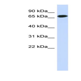 anti-Chromosome 1 Open Reading Frame 65 (C1ORF65) (N-Term) antibody avatar