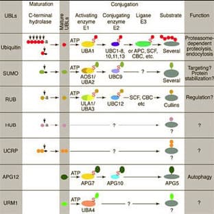 anti-Damage-Specific DNA Binding Protein 1, 127kDa (DDB1) (AA 198-213) antibody avatar