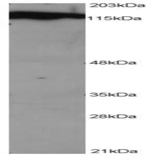 anti-Damage-Specific DNA Binding Protein 1, 127kDa (DDB1) (C-Term) antibody avatar