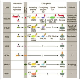 anti-Damage-Specific DNA Binding Protein 2, 48kDa (DDB2) (C-Term), (AA 419-427) antibody avatar