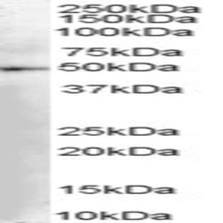 anti-Dopa Decarboxylase (Aromatic L-Amino Acid Decarboxylase) (DDC) (C-Term) antibody avatar