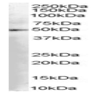 anti-Dopa Decarboxylase (Aromatic L-Amino Acid Decarboxylase) (DDC) (C-Term) antibody avatar