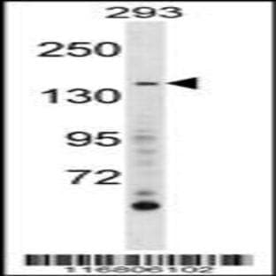 anti-AE Binding Protein 1 (AEBP1) (AA 334-364), (Center) antibody avatar