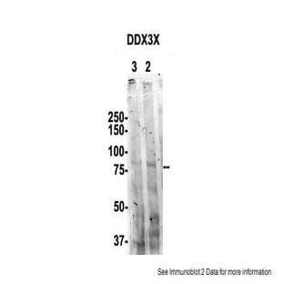 anti-DEAD (Asp-Glu-Ala-Asp) Box Polypeptide 3, X-Linked (DDX3X) (N-Term) antibody avatar